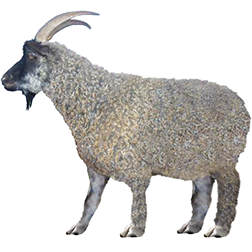 Pridonskaya Goat